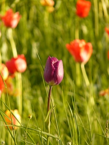 Evening light flower blossom