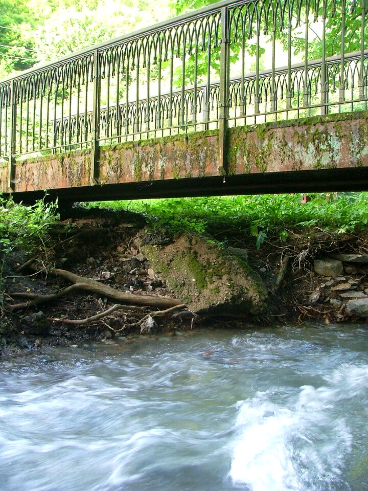 Forest water nature