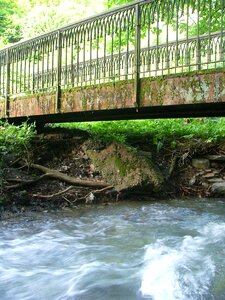 Forest water nature