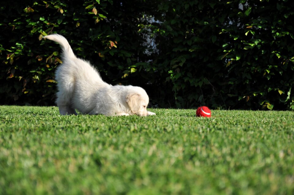 Golden retriever garden red ball