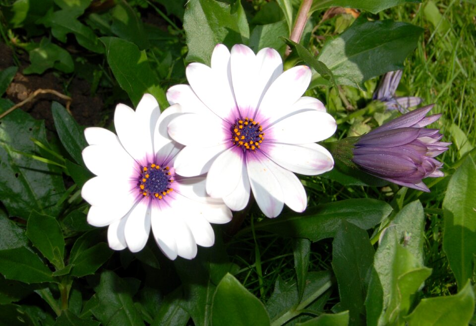 Flower bloom close-up