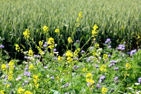 Oilseed rape rape blossoms wheat field