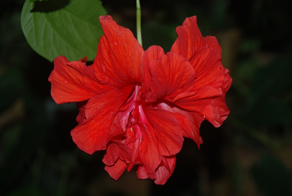 Bloom tropical exotic