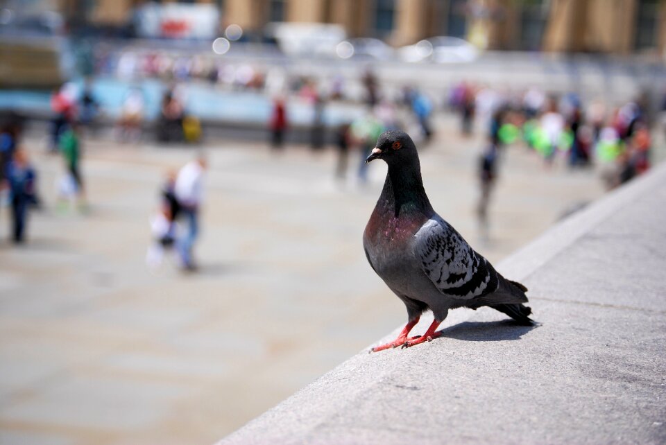 Wildlife bird