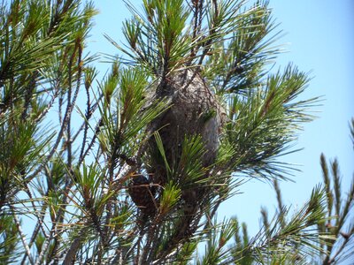Processionary moth nest mediterranean