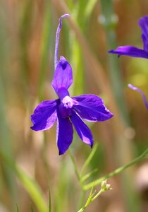 Blossom bloom violet