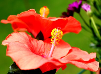 Pistil heart hibiscus photo