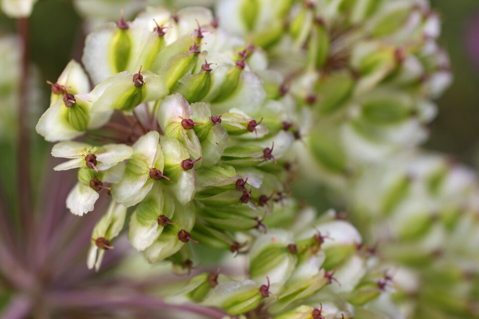Nature lipari wild flower