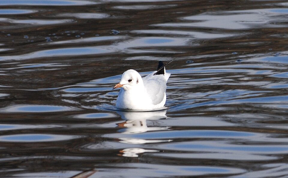 Wildlife feather water
