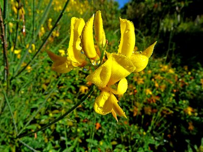 Spring yellow dew drops photo