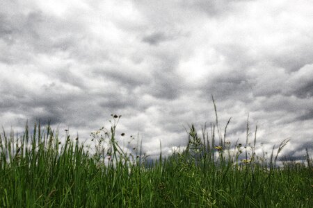 Grasses dark clouds rainy photo