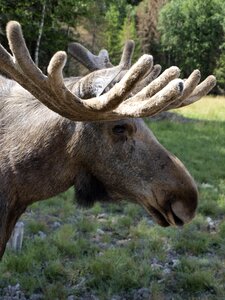 Antler sweden värmland