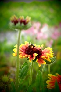 Colors bee insect