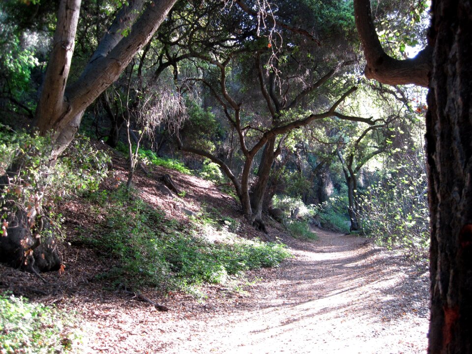 Forest landscape nature