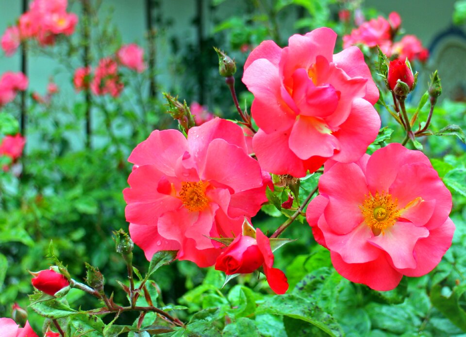 Red pink roses