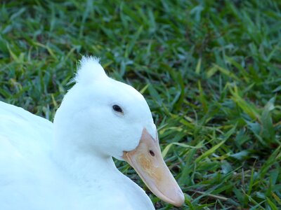 Feather white hair-do