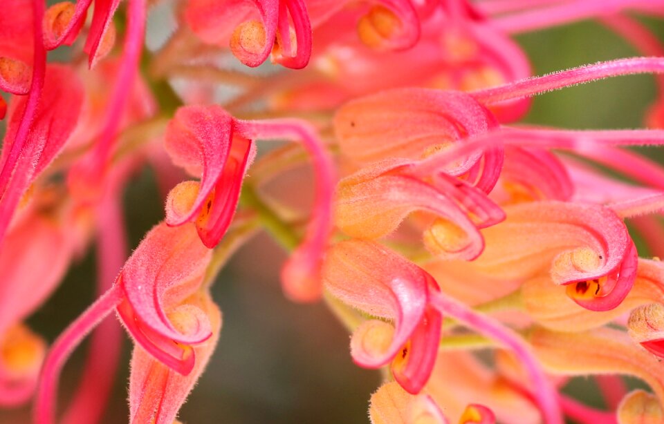 Pink nature colorful