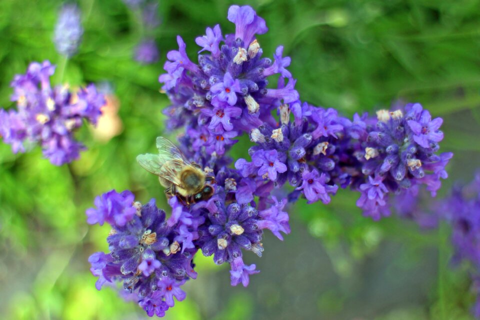 Lavender flowers flora violet