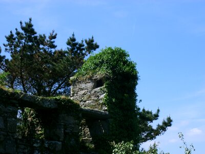Castle wall overgrown ruin