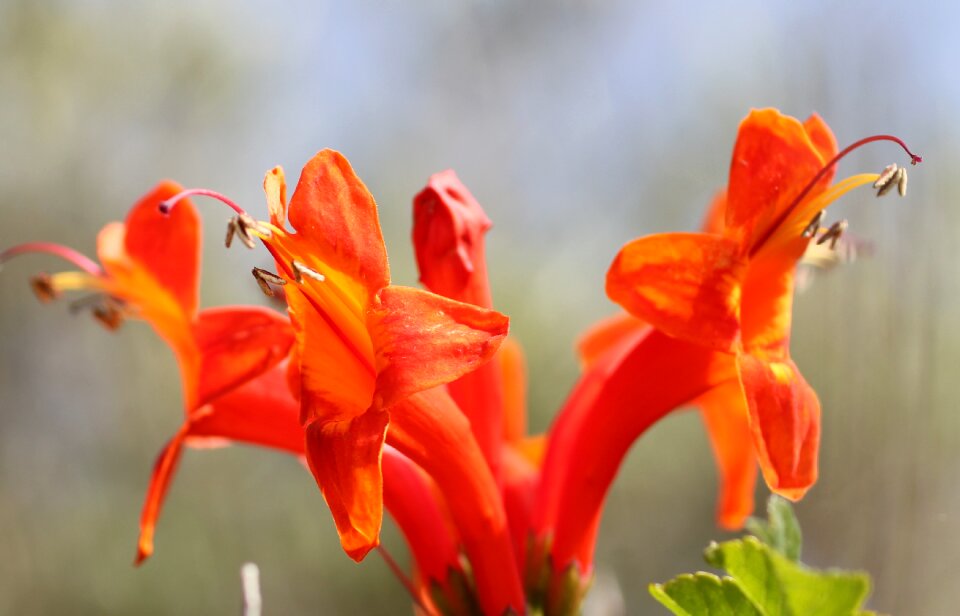 Orange red bright red