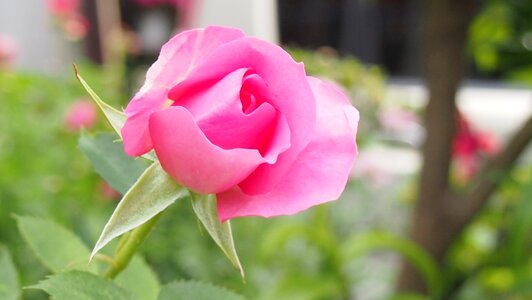 Rose pink in the early summer
