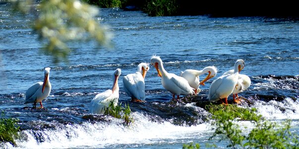 Fishing flock photo