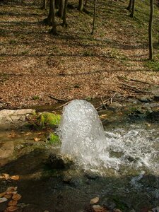 Freshness forest nature