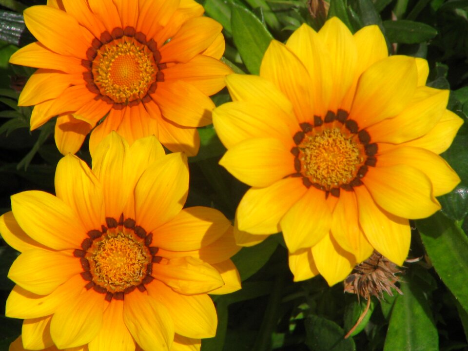 Plant flowering vegetation