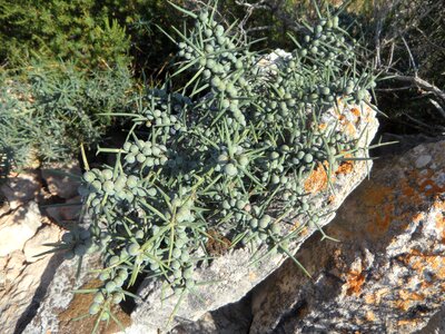 Spiny green berries