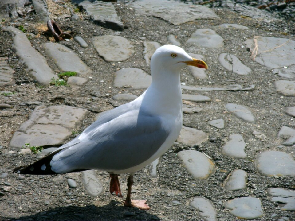Seagull animal bird photo