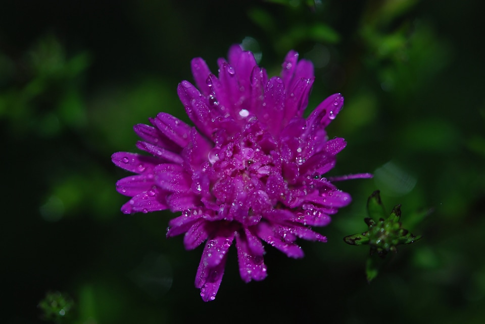Macro blossom floral