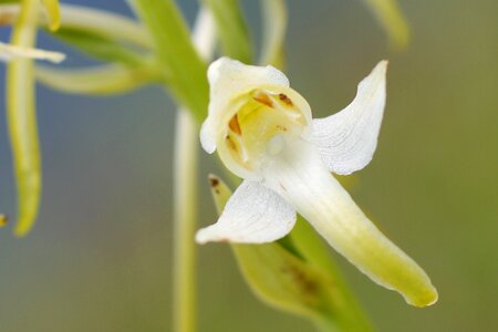 Bloom wild flower wild orchid photo