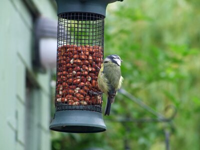 Feeding bird photo