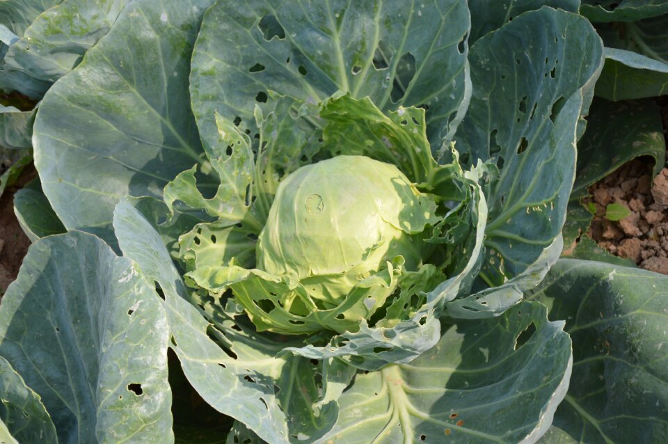 Farm garden organic