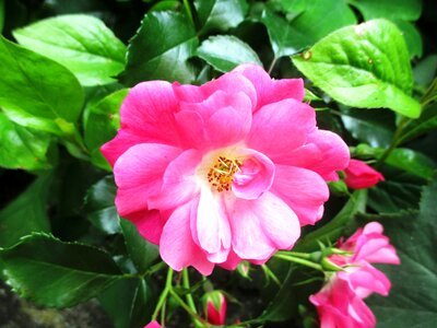 Beautiful garden pink photo