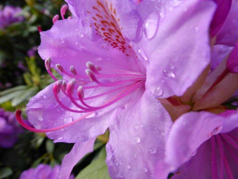 Flower plant blossoms