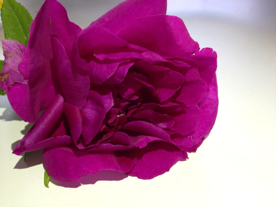 Pink flower ornamental plants garden plant