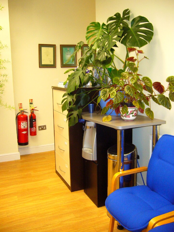 Indoor plants waiting room