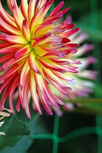 Yellow garden dahlia