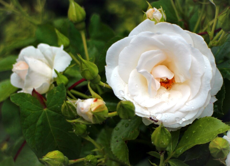 White cream roses