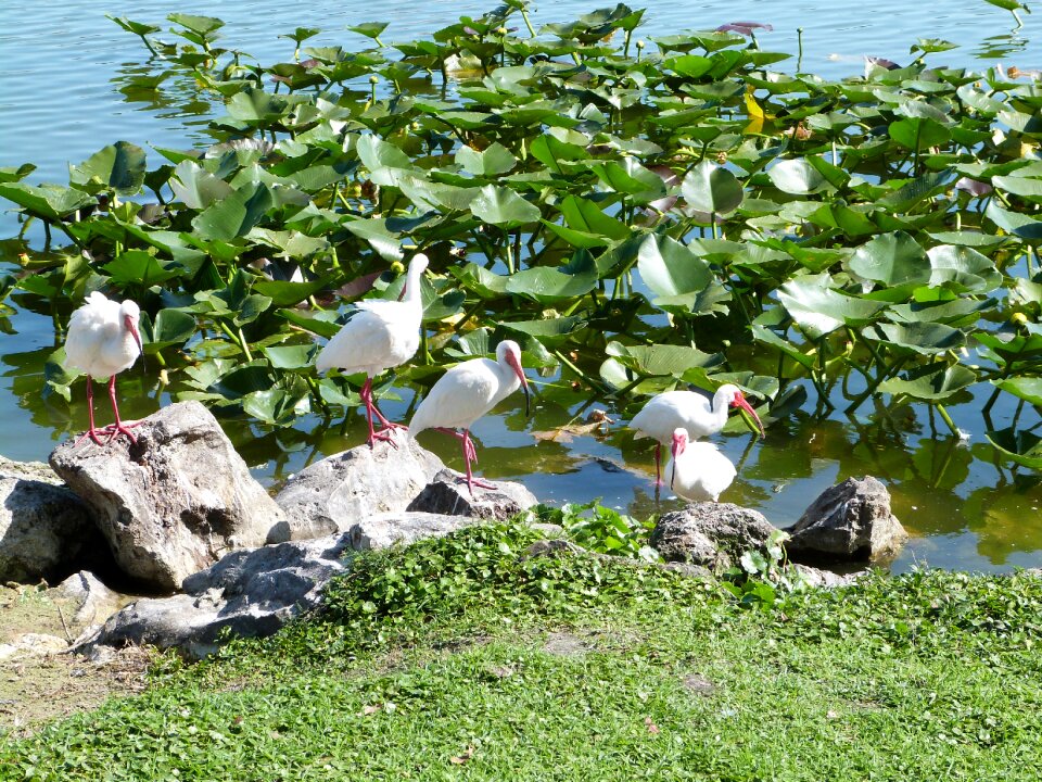Ibis birding florida