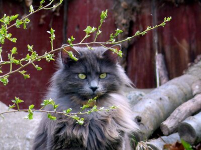 Long haired attitude