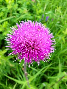 Plant plants nature