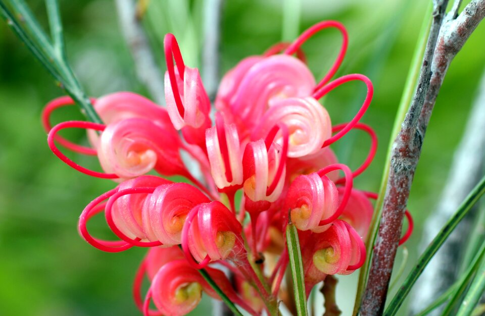 Pink nature colorful