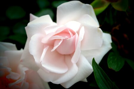 Flowers view decorative