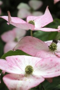 Dogwood flowers cornus