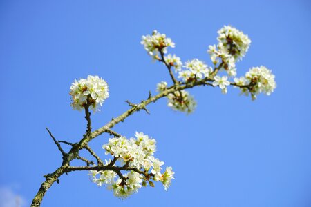 White bush blackthorn