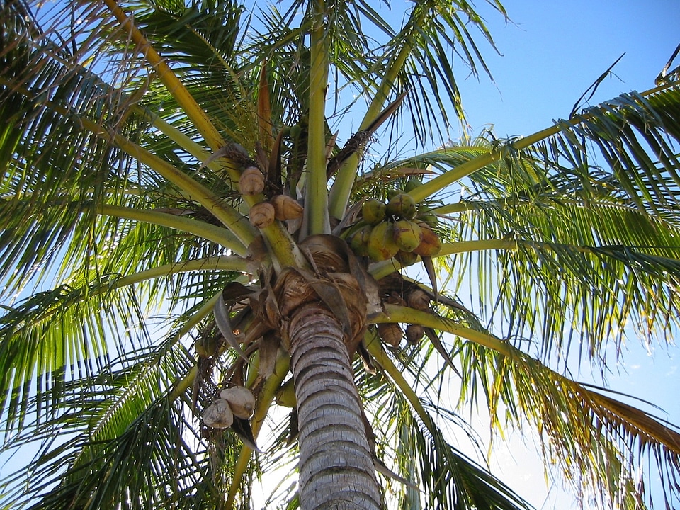 Palm coconut mediterranean