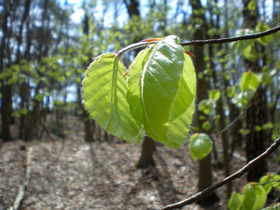 Zartgruen spring backlighting photo