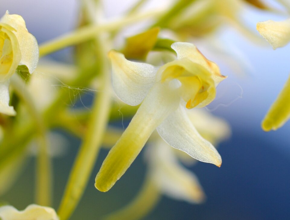 Bloom wild flower wild orchid
